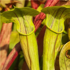 Sarracenia Hybrid H 03 (Alata X Oreophila) A. Slack